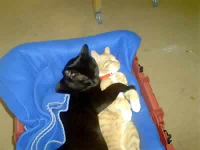 Two Cats Cuddling